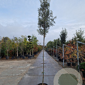 Quercus ilex 180 cm stam container 8-10