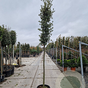 Quercus ilex 180 cm stam container 12-14 leiboom
