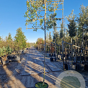 Quercus ilex 180 cm stam container 16-18