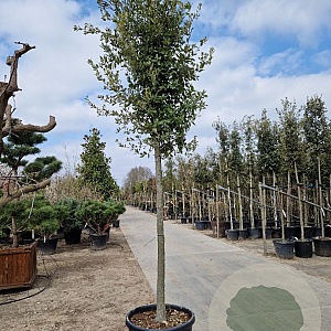 Quercus ilex 180 cm stam container 18-20 leiboom