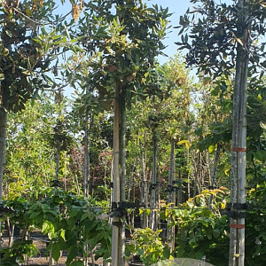 Quercus ilex 200 cm stam container 8-10