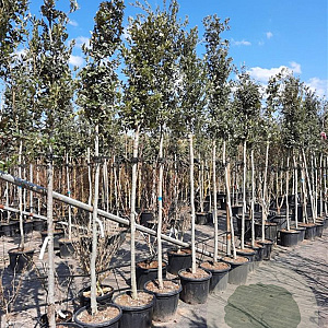Quercus ilex 200 cm stam container 10-12 lei 150x120
