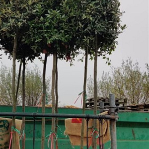 Quercus ilex 200 cm stam container 18-20