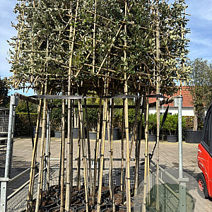 Quercus ilex 8-10 HO container 180 cm stam lei 150x150