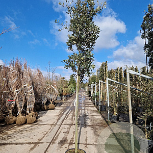 Quercus ilex 12-14 HO 35L