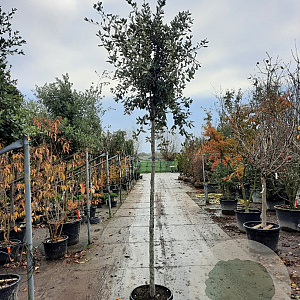 Quercus ilex 12-14 HO 35L