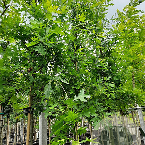 Quercus palustris 12-14 HO container