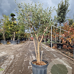 Quercus suber 120-140 cm container meerstammig