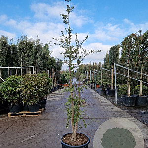Quercus suber 175-200 cm 45L