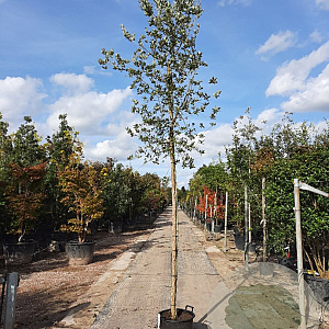 Quercus suber 180 cm stam container 14-16
