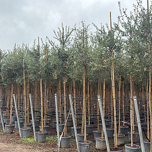 Quercus suber 10-12 HO container