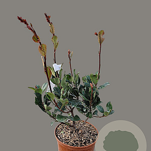 Rhaphiolepis indica Springtime 30-40 cm 3,0L