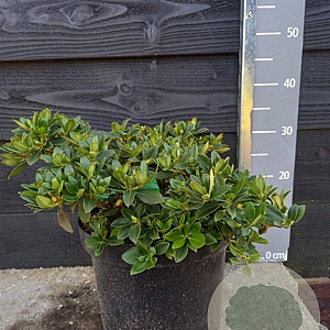 Rhododendron 'Golden Wonder' 25-30 cm 7,5L