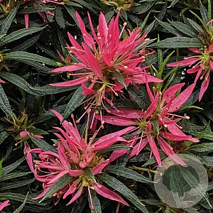 Rhododendron (EA) Star Style Pink 25-30 cm 5,0L