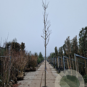 Robinia marg. Casque Rouge 200 cm stam container 14-16 hoge lei