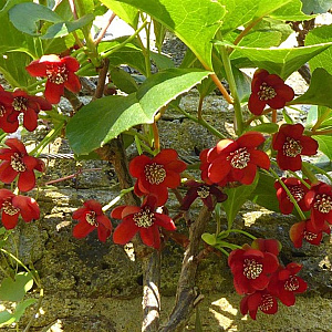 Schisandra rubriflora 100-125 cm 10L