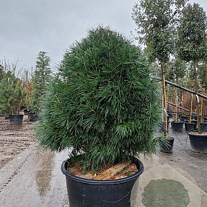 Sciadopitys verticillata 140-160 cm container solitair