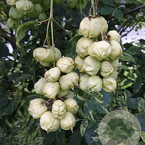 Staphylea pinnata 100-125 cm draadkluit struik