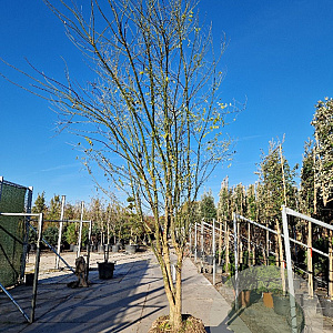 Styphnolobium japonicum 350-400 cm draadkluit meerstammig bijenkorf