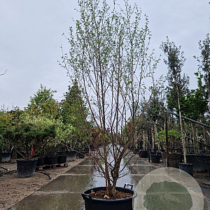 Styrax japonicus 200-250 cm container meerstammig