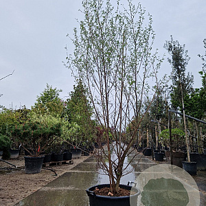 Styrax japonicus 200-250 cm container meerstammig