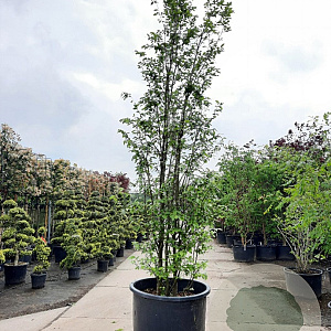 Sycoparrotia semidecidua 350-400 cm container meerstammig