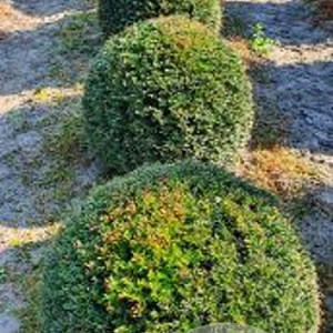 Taxus baccata 30-40 cm wortelgoed bol