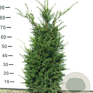 Taxus baccata 80-100 cm draadkluit