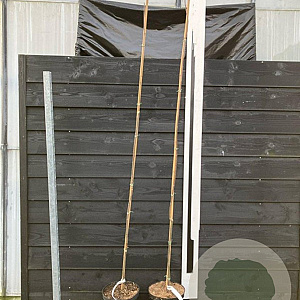 Tetradium daniellii 175-200 cm 7,5L spil gestokt overjarig