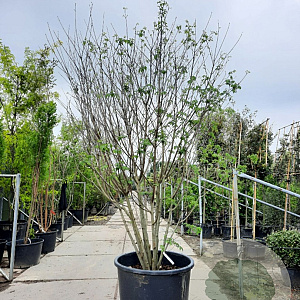 Tetradium daniellii 300-350 cm container meerstammig struik