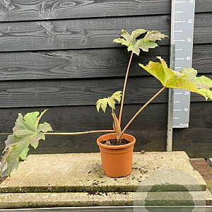 Tetrapanax papyrifer 'Rex' 30-40 cm 4,5L