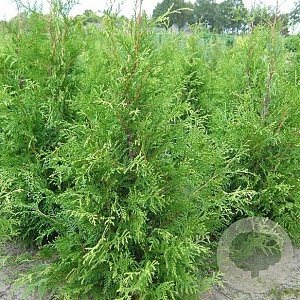Thuja occ. 'Frieslandia' 225-250 cm draadkluit