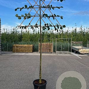 Tilia europaea 'Pallida' 16-18 HO container 180 cm stam leiboom