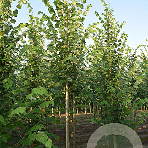 Tilia europaea 'Pallida' 20-25 HO draadkluit 3 X verplant