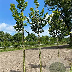 Tilia plat. 'Rubra' 18-20 HO draadkluit 3 X verplant