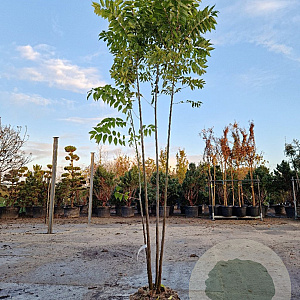 Toona sinensis 'Flamingo' 250-300 cm draadkluit meerstammig solitair