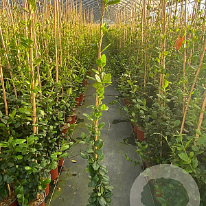 Trachelospermum jasminoides 125-150 cm vierkant rond 5,5L