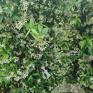 Trachelospermum jasminoides 175-200 cm 10L