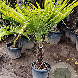Trachycarpus fortunei 50 cm stam container