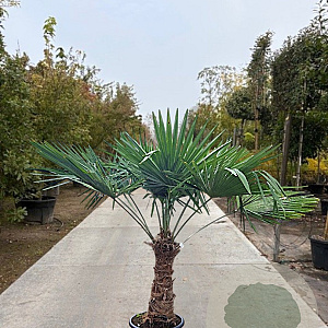 Trachycarpus fortunei 70 cm stam container
