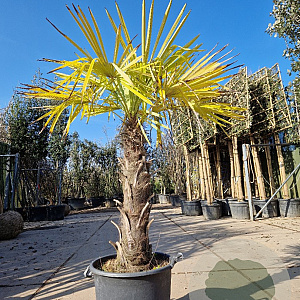 Trachycarpus fortunei 90 cm stam container