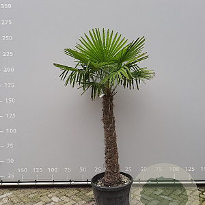 Trachycarpus fortunei 120 cm stam container