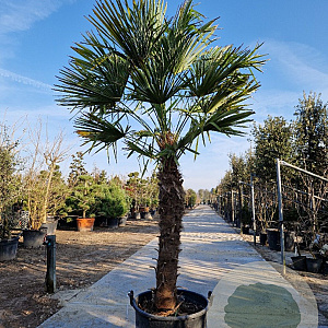 Trachycarpus fortunei 130 cm stam container