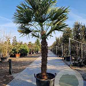 Trachycarpus fortunei 130 cm stam container