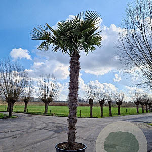 Trachycarpus fortunei 210 cm stam container