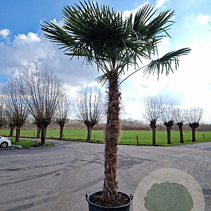 Trachycarpus fortunei 210 cm stam container
