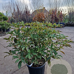 Trochodendron aralioides 60-80 cm 20L