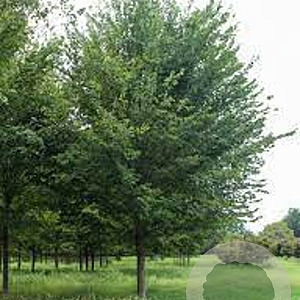 Ulmus americana 'Princeton' 18-20 HO draadkluit 3 X verplant