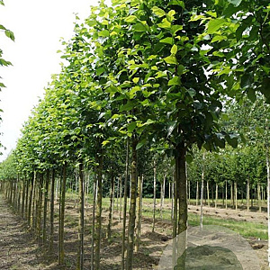 Ulmus 'Dodoens' 12-14 HO draadkluit 3 X verplant