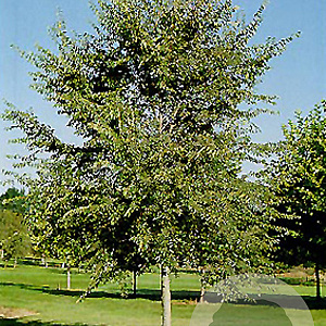 Ulmus 'Homestead' 10-12 HO draadkluit 3 X verplant